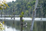 Workshop jornalistas desmatamento na Amazonia PA Moju 7853